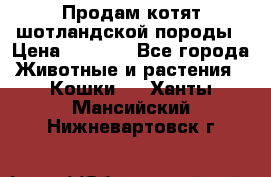 Продам котят шотландской породы › Цена ­ 2 000 - Все города Животные и растения » Кошки   . Ханты-Мансийский,Нижневартовск г.